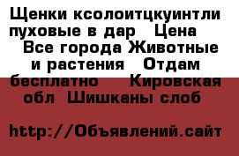 Щенки ксолоитцкуинтли пуховые в дар › Цена ­ 1 - Все города Животные и растения » Отдам бесплатно   . Кировская обл.,Шишканы слоб.